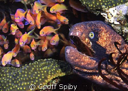 black-cheeked moray eyeing his lunch
Rocktail Bay, South... by Geoff Spiby 
